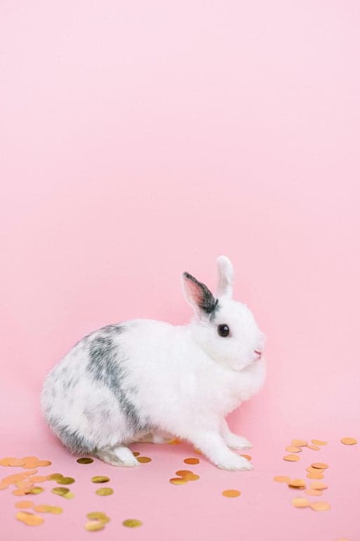 AI pet portrait generator free before pic - pink background bunny