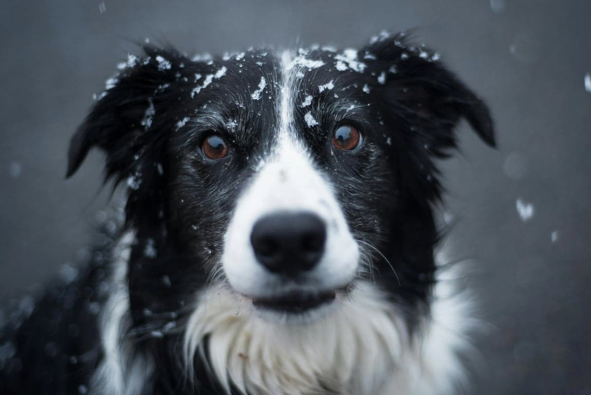 ai pet to human before – a Border Collie dog with snow on its fur