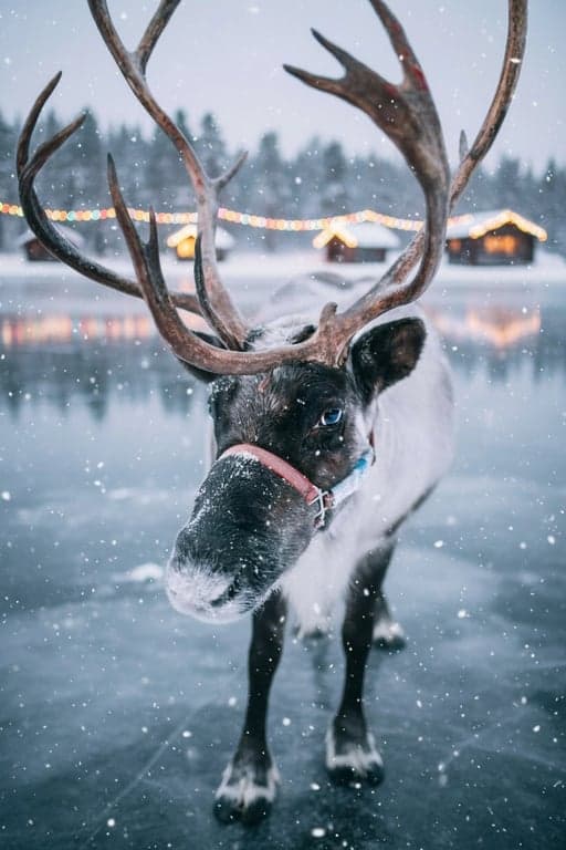 AI Christmas background free after photo - reindeer with Christmas background