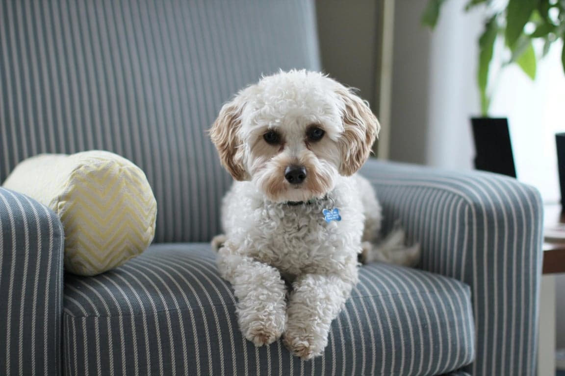 ai pet to human before – a white fluffy dog with a toy sitting on a couch