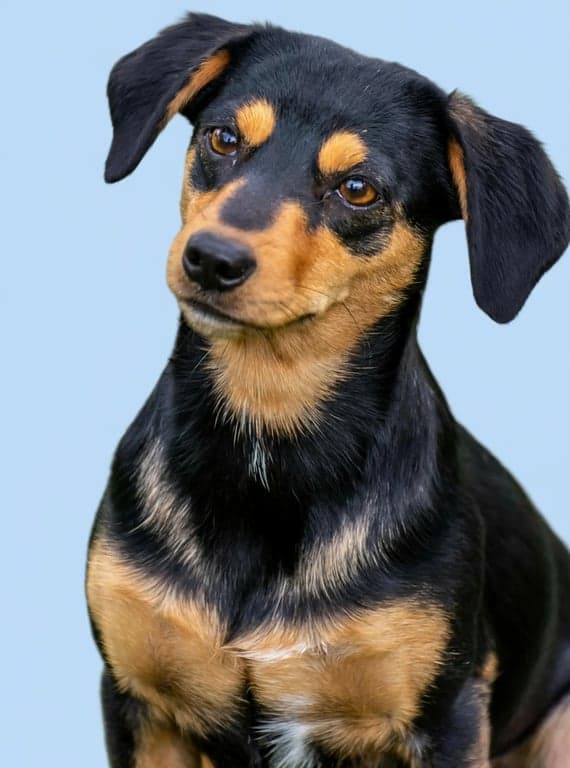 AI remove color from image after photo - same dog image with colors removed and neutral shading