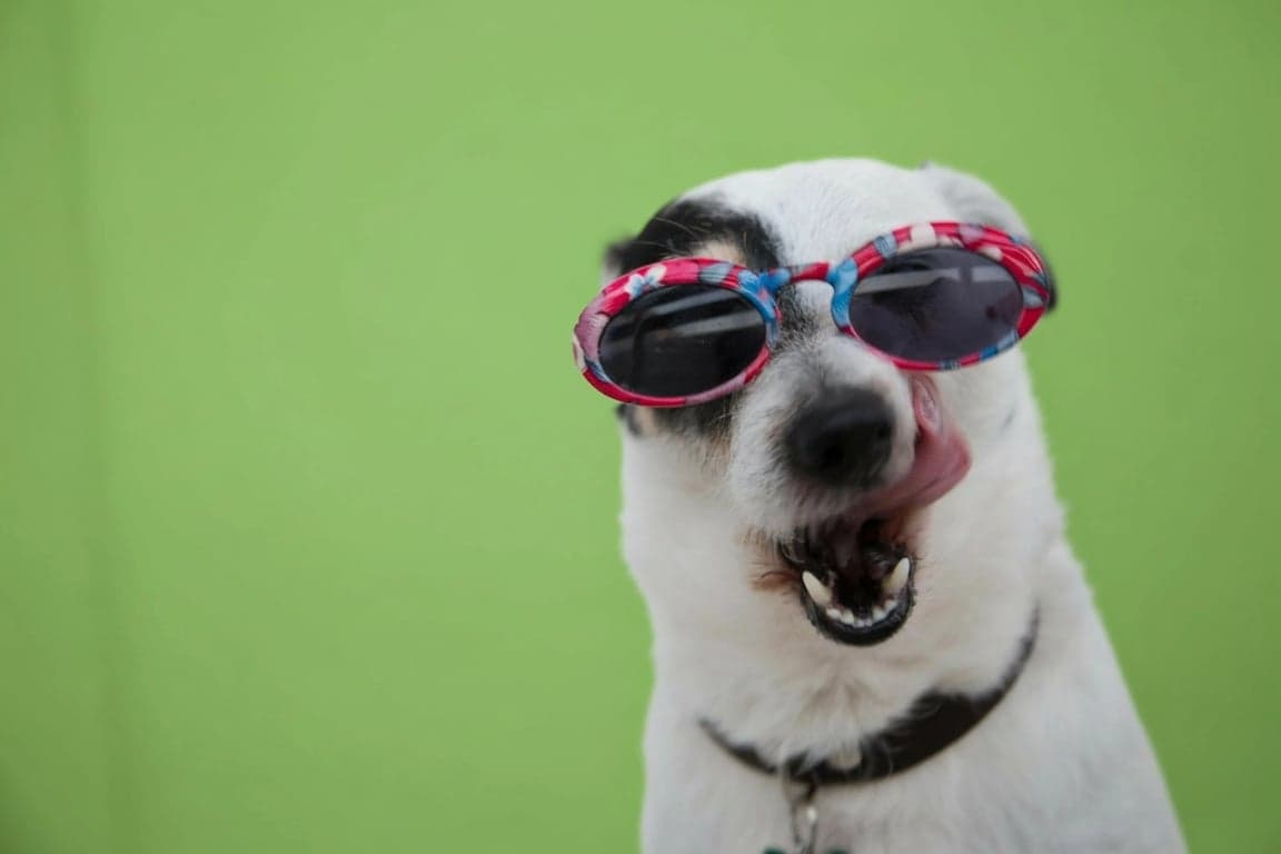 Brat generator after photo - dog wearing sunglasses with brat style